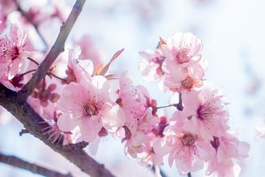景點(diǎn)：桃花圖1